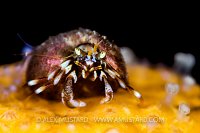 Hermit Crab Portrait, UK