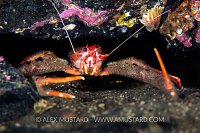 Long Clawed Squat Lobster, UK