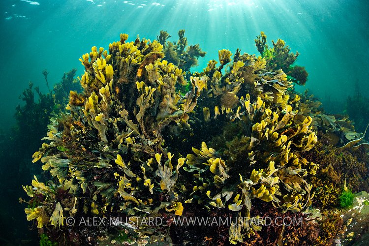 Spiral Wrack In Sunbeams, UK