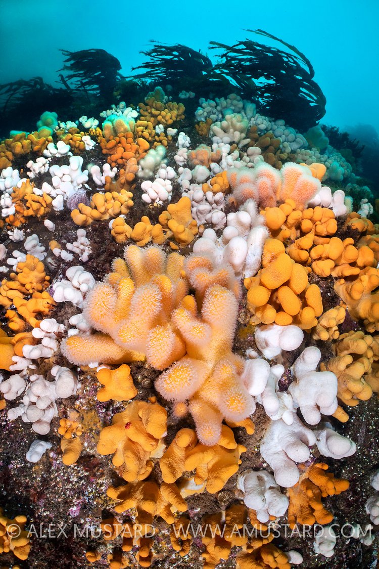 Soft Corals Beneath Kelp, UK