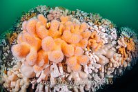 Thriving Soft Corals, UK