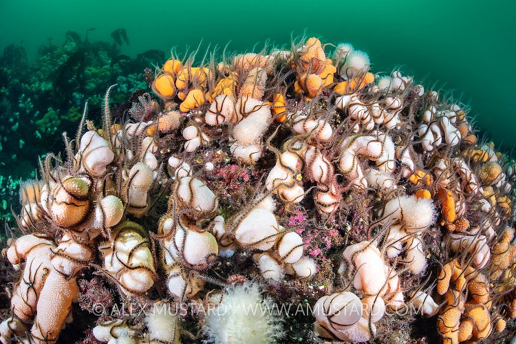 Brittlestars Mass On Soft Corals, UK
