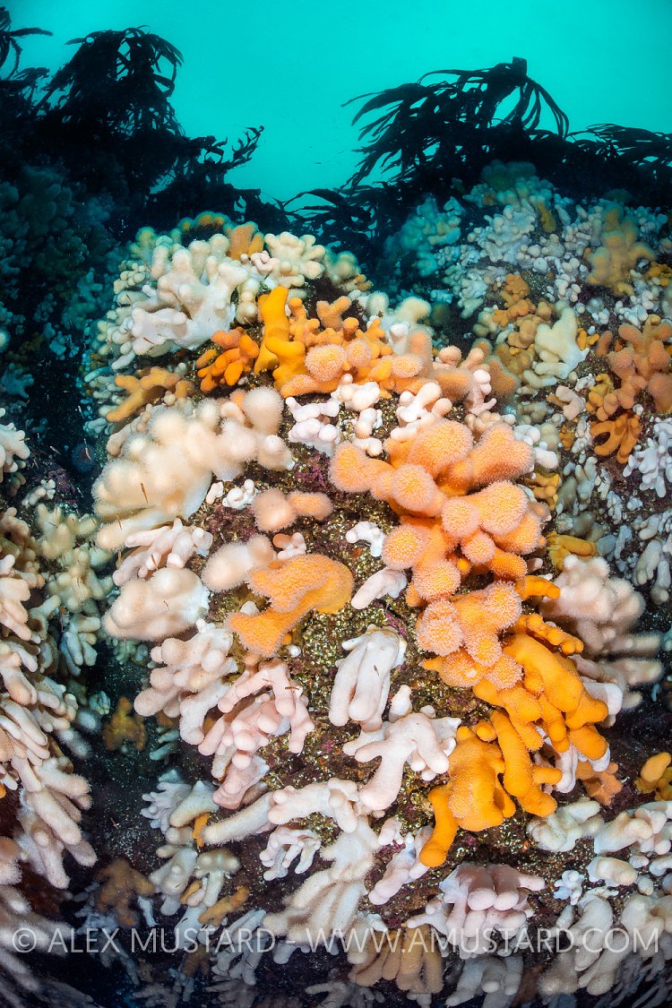 Soft Corals Beneath Kelp, UK