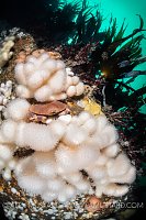 Brown Crab In White Corals, UK