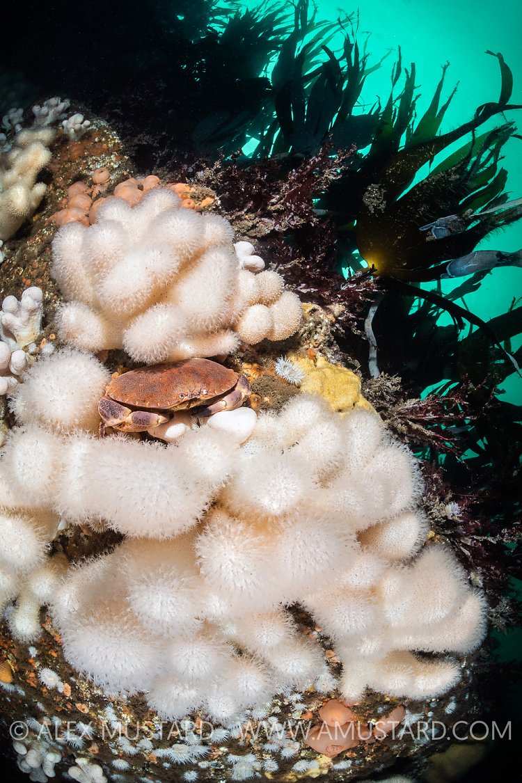 Brown Crab In White Corals, UK