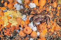 Crabs In Anemones, UK