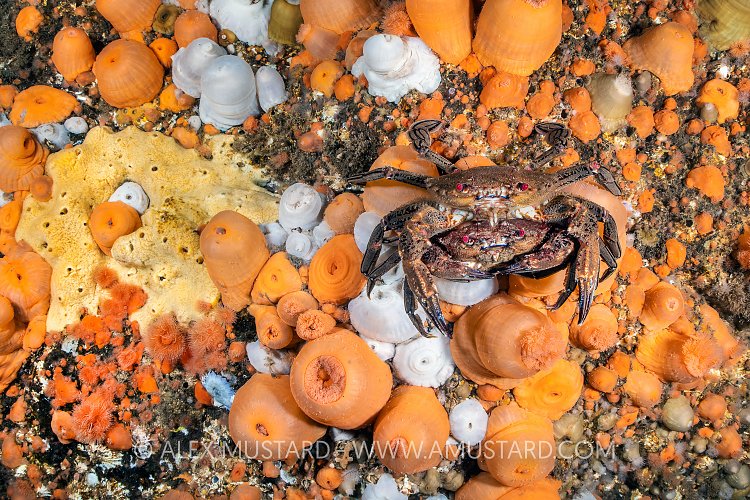 Crabs In Anemones, UK