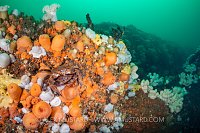 Crabs In Anemones, UK