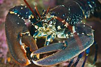 Common Lobster Portrait, UK