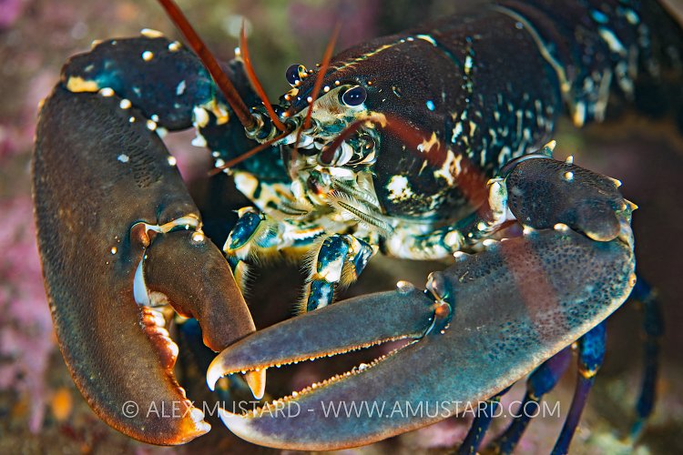 Common Lobster Portrait, UK