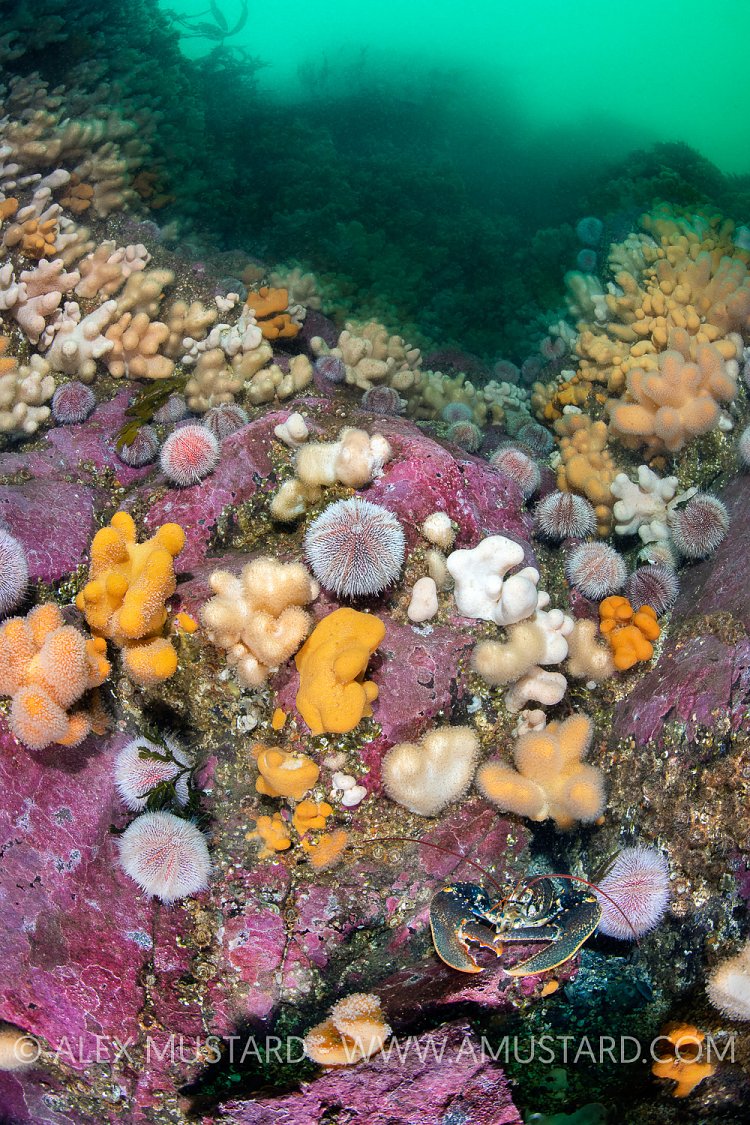 Lobster In Colourful Reef, UK