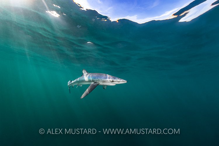 Blue Shark Beneath Surface, UK