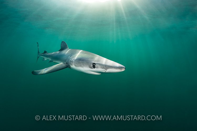 Blue Shark Beneath Surface, UK