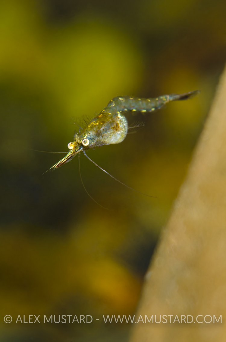 Mysid Shrimp, UK