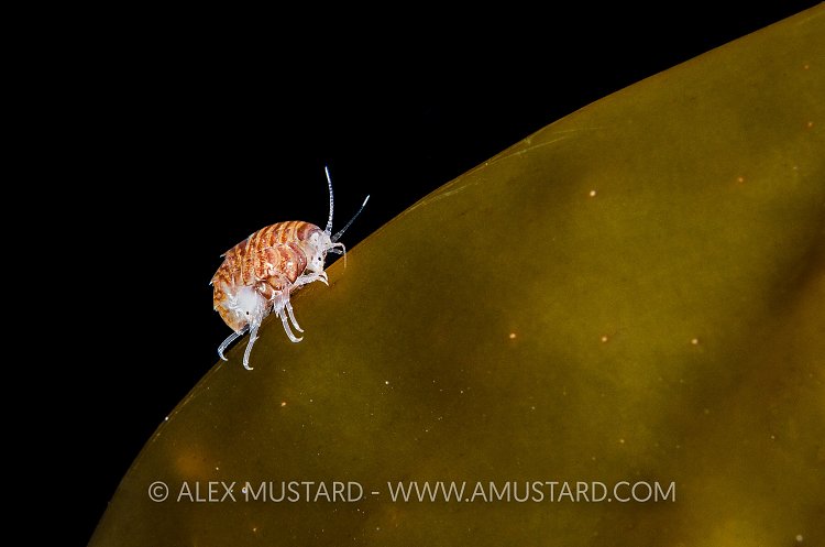Amphipod On Kelp, UK