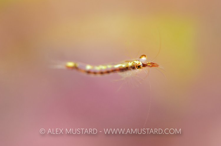 Mysid Shrimp, UK