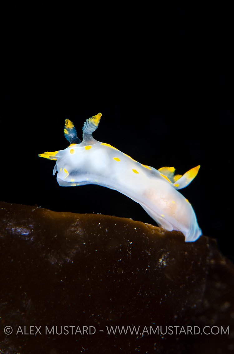 Rearing Nudibranch, UK