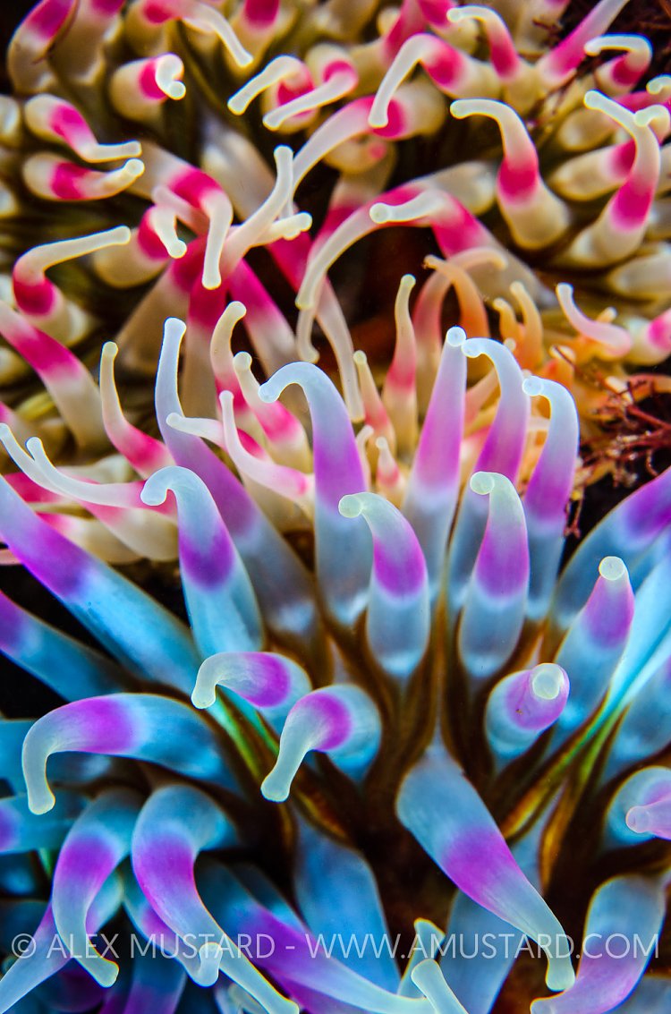Anemone Tentacles, UK