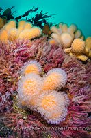 Soft Corals And Crinoids. UK