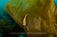 Clingfish On Kelp, UK