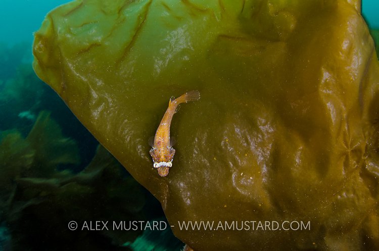 Clingfish On Kelp, UK