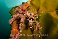 Spider Crab On Kelp, UK
