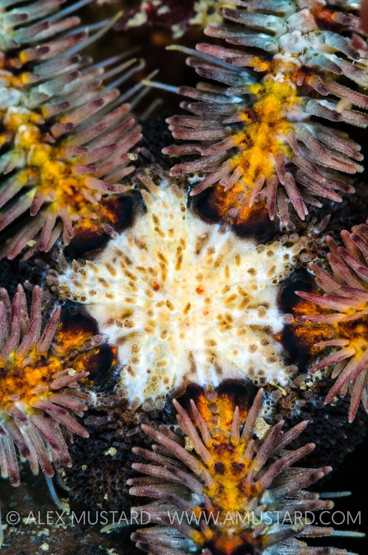 Brittlestar Details, UK