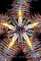 Brittlestar Details, UK