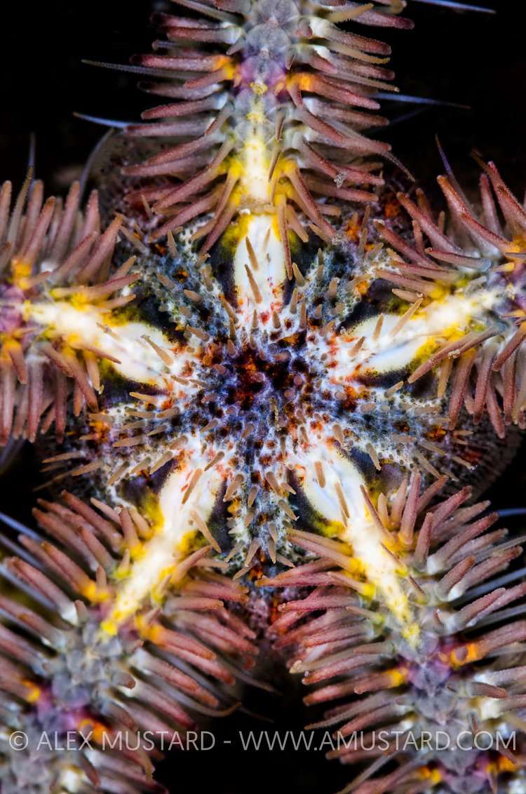 Brittlestar Details, UK