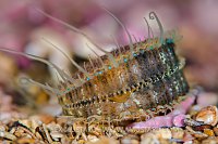Scallop On Maerl, UK
