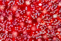 Sun Starfish Detail, UK