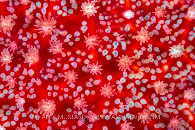 Sun Starfish Detail, UK