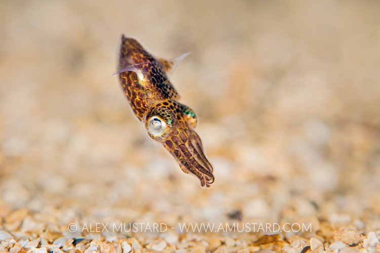 LIttle Cuttlefish At Night, UK