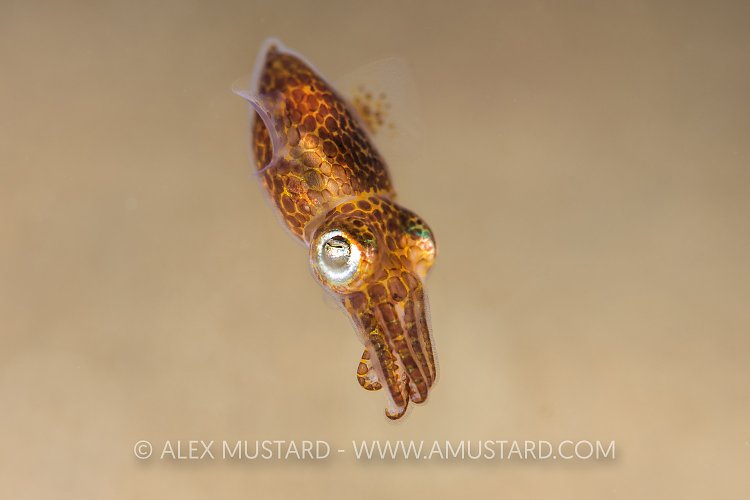 LIttle Cuttlefish At Night, UK