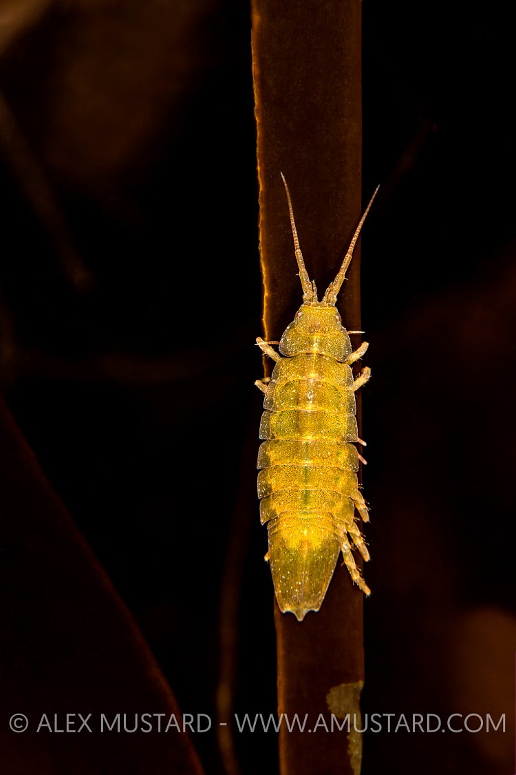 Isopod On Kelp, UK.