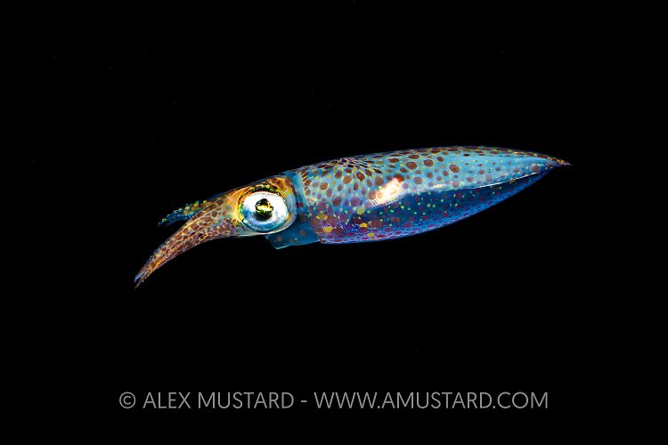 Black Water Squid, UK