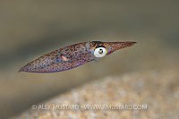 Squid Over Sand, UK