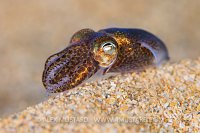 LIttle Cuttlefish At Night, UK