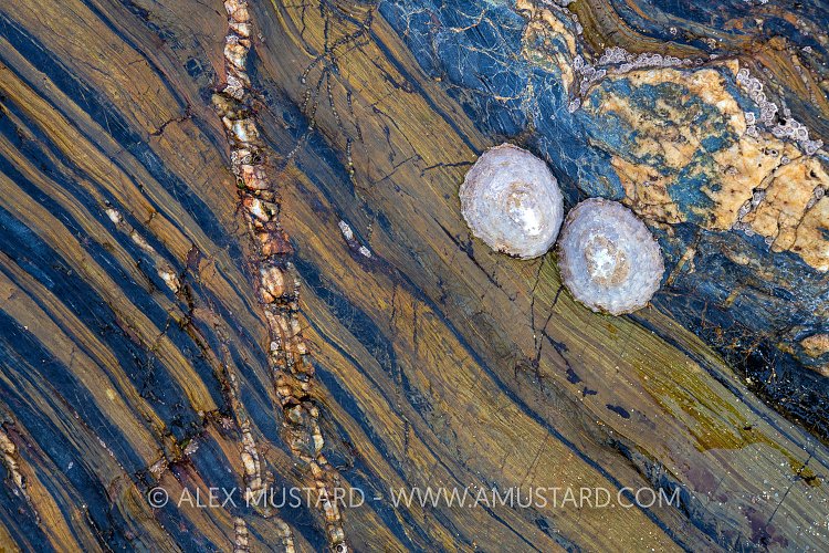 Limpet Pair, UK