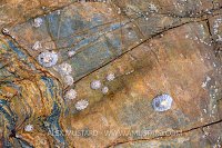 Rockpool Life At Low Tide, UK