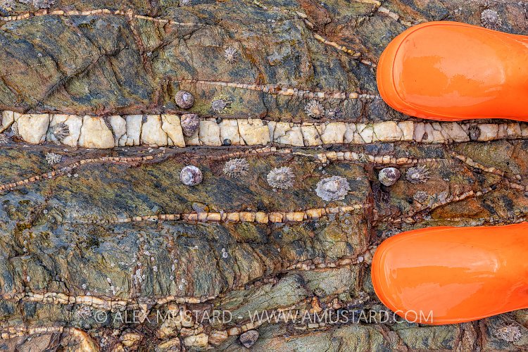 Black-Foot, Orange Boot, UK