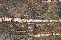 Black-footed limpets (Patella depressa) and common periwinkles (Littorina littorea) on intertidal rocks. Falmouth, Cornwall, England, United Kingdom. British Isles. North East Atlantic Ocean.