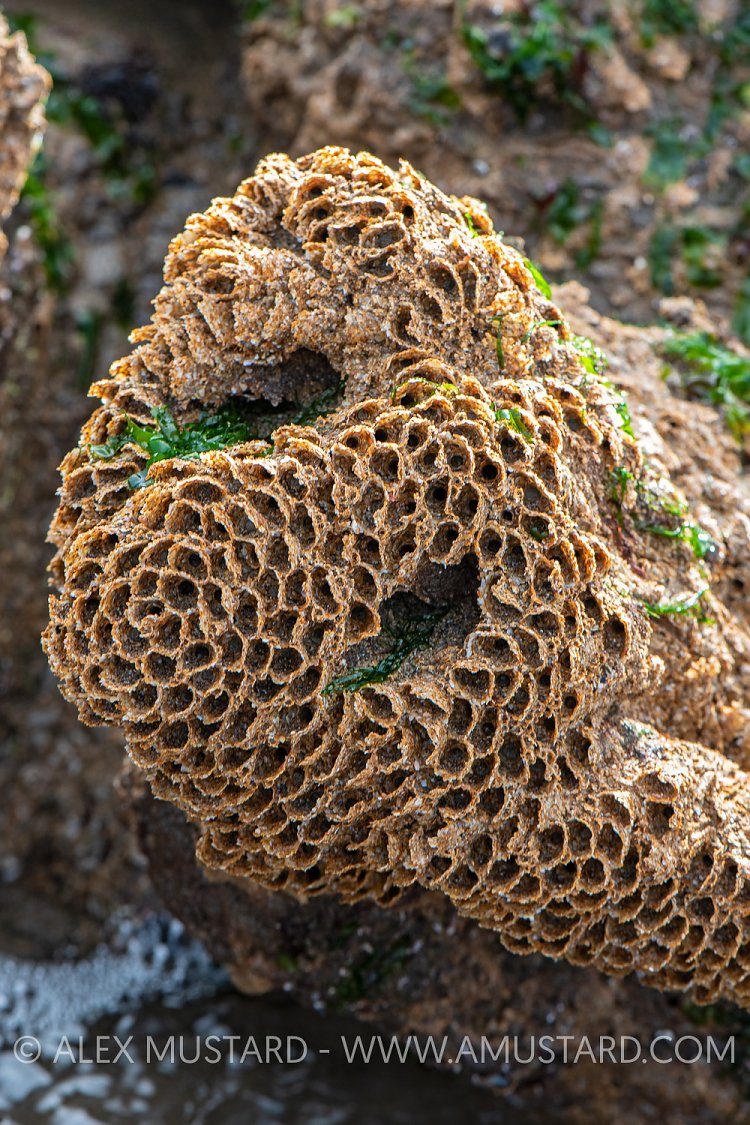 Honeycomb Worm At Low Tide, UK