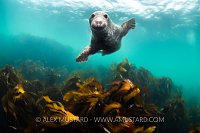 Seal Over Kelp, UK