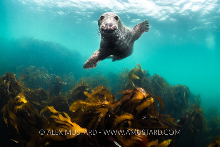 Seal Over Kelp, UK