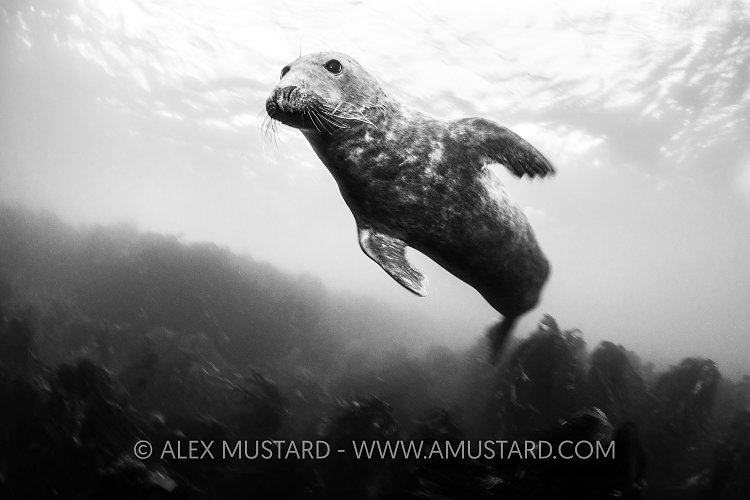 Seal Over Kelp, UK