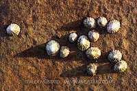 Limpets On The Rocks, UK