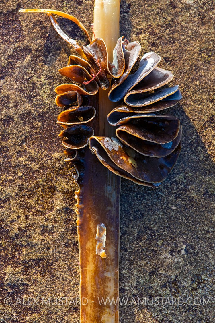 Seaweed Detail, UK.