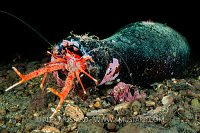 Squat Lobster In Bottle, UK
