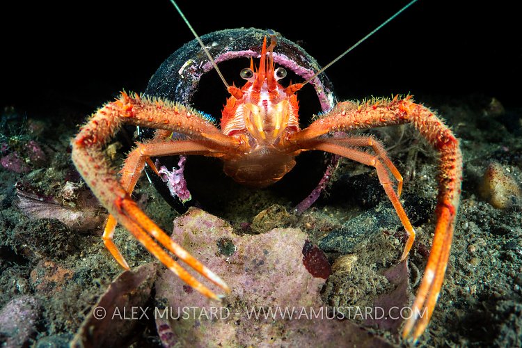 Squat Lobster In Bottle, UK